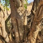 Albizia anthelmintica خشب