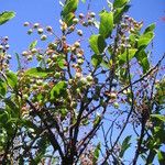 Vaccinium padifolium Fruit