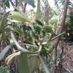 Vanilla planifolia 花