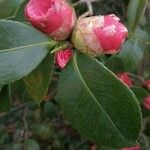 Camellia japonica Blomst