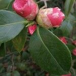 Camellia japonica Flor