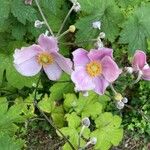 Anemone x hybrida 花