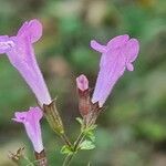 Clinopodium menthifolium Květ