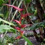 Heliconia collinsiana Kvet