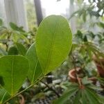 Chrysobalanus icaco Feuille