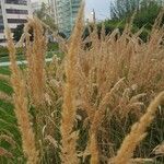 Calamagrostis epigejosFlower