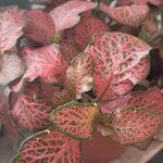 Fittonia albivenis Folha