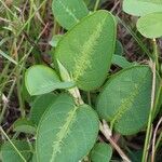 Alysicarpus ovalifolius Leaf