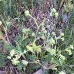 Valerianella eriocarpa Blüte