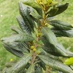 Morella pubescens Plod