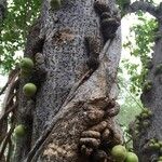 Ficus sansibarica Bark