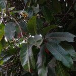 Saba senegalensis Leaf