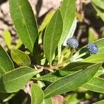 Globularia salicina Leaf