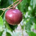 Flacourtia jangomas Fruit