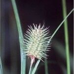 Carex squarrosa ফল