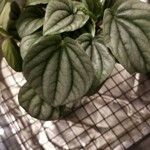 Peperomia albovittata 叶