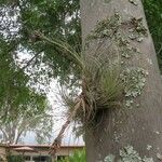 Tillandsia fasciculata Kabuk