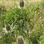 Dipsacus fullonumFiore