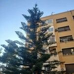 Araucaria heterophylla عادت