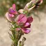 Onobrychis arenaria Flor