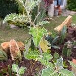 Solanum marginatum Blatt
