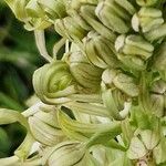 Himantoglossum hircinum Květ