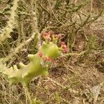 Euphorbia neriifolia L.Flower