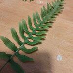 Polypodium interjectum ഇല