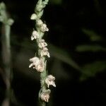 Goodyera repens Цветок