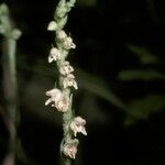 Goodyera repens Flor