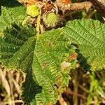 Grewia villosa Leaf