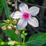 Otomeria oculata Flower