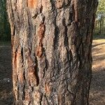 Pinus resinosa Bark