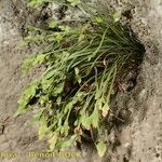 Asplenium seelosii Агульны выгляд