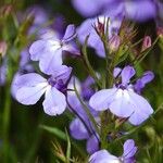 Lobelia urens फूल