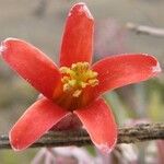 Tylecodon paniculatus Flor