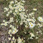 Erigeron strigosusАгульны выгляд