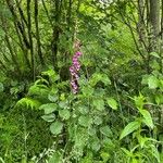 Digitalis purpureaBlomma