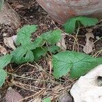 Pelargonium transvaalense Leaf