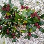 Skimmia japonicaЛист