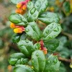 Berberis darwinii Blad