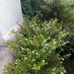 Capraria biflora പുഷ്പം