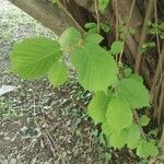 Corylus avellana Leaf
