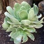 Aeonium balsamiferum 叶