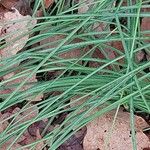 Crocus sativus Leaf