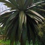 Cordyline indivisa অভ্যাস