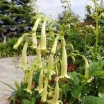 Phygelius aequalis Flower