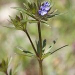 Asperula arvensis Muu