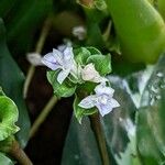 Goeppertia undulata 花