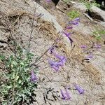 Penstemon scapoides Flower